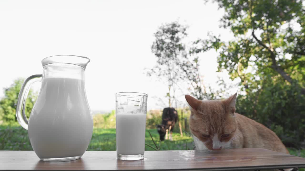 一只猫在农村舔着喝着牛奶。美味的早餐和猫粮。鲜奶装在玻璃瓶里，玻璃杯放在木桌上，背景是一头奶牛。农场天然产品。视频素材