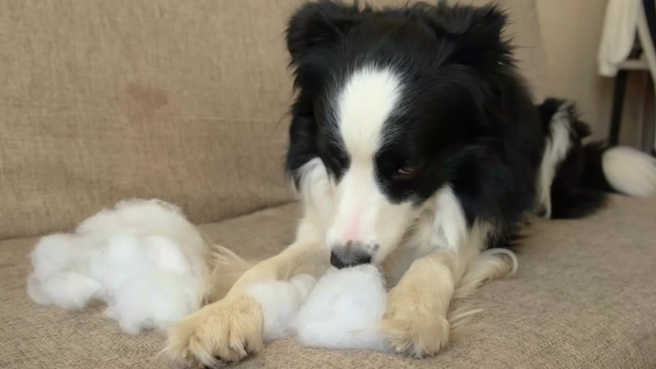 顽皮顽皮的小狗狗边境牧羊犬恶作剧后咬枕头躺在家里的沙发上。有罪的狗和被毁的客厅。破坏凌乱的家和小狗滑稽内疚的样子。视频素材