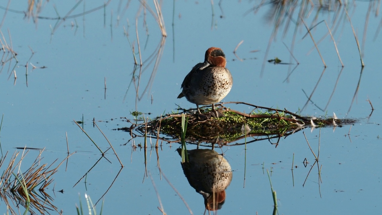 欧亚蓝绿色，ana crecca，在Leighton Moss，兰开夏郡，英国。视频素材