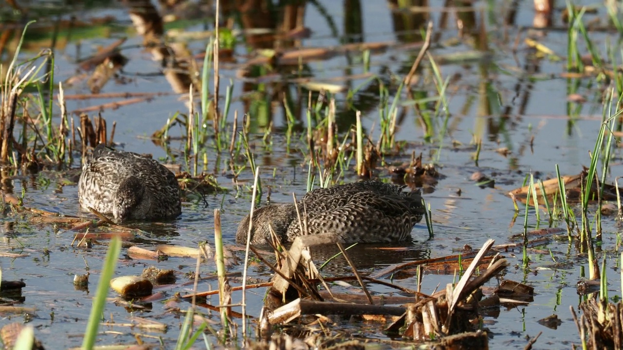 欧亚蓝绿色，ana crecca，在Leighton Moss，兰开夏郡，英国。视频素材