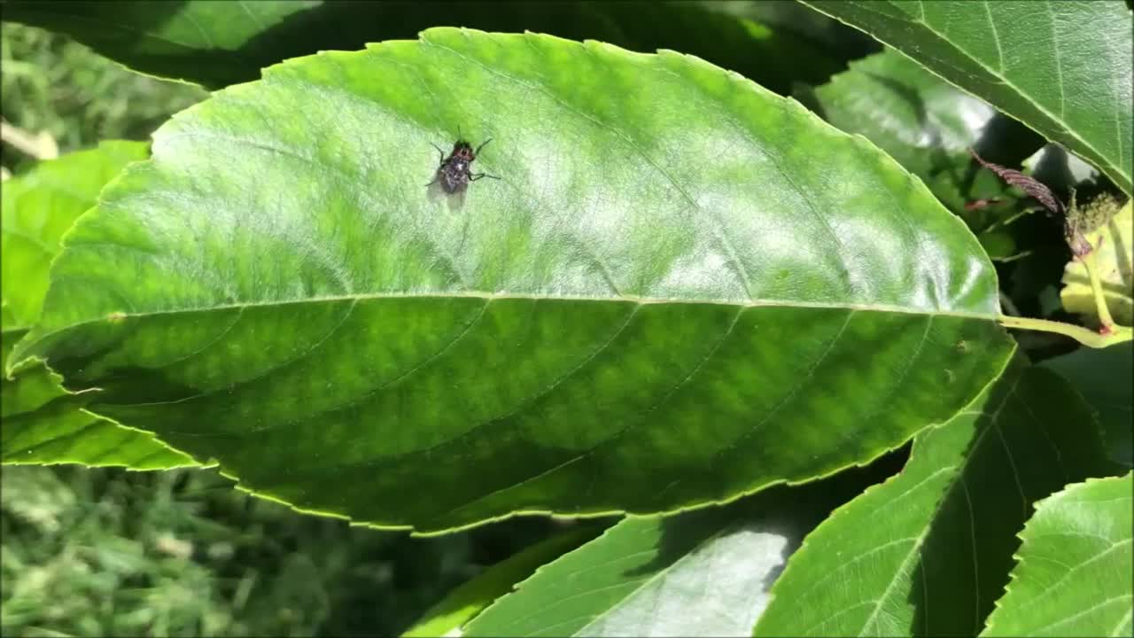 斯贝斯特的桤木叶视频素材