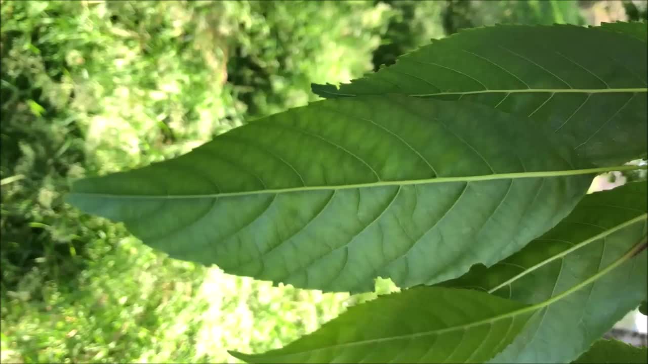 斯贝斯特的桤木叶视频素材