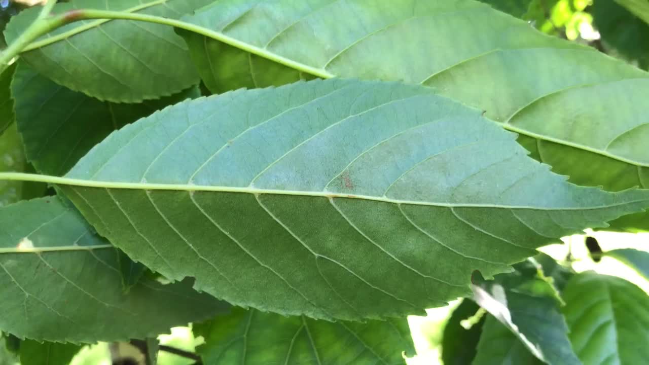 斯贝斯特的桤木叶视频素材