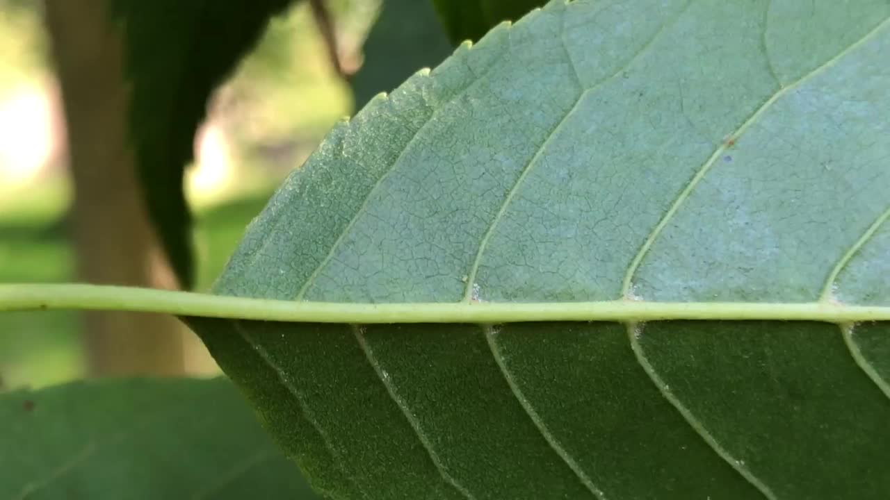 斯贝斯特的桤木叶视频素材