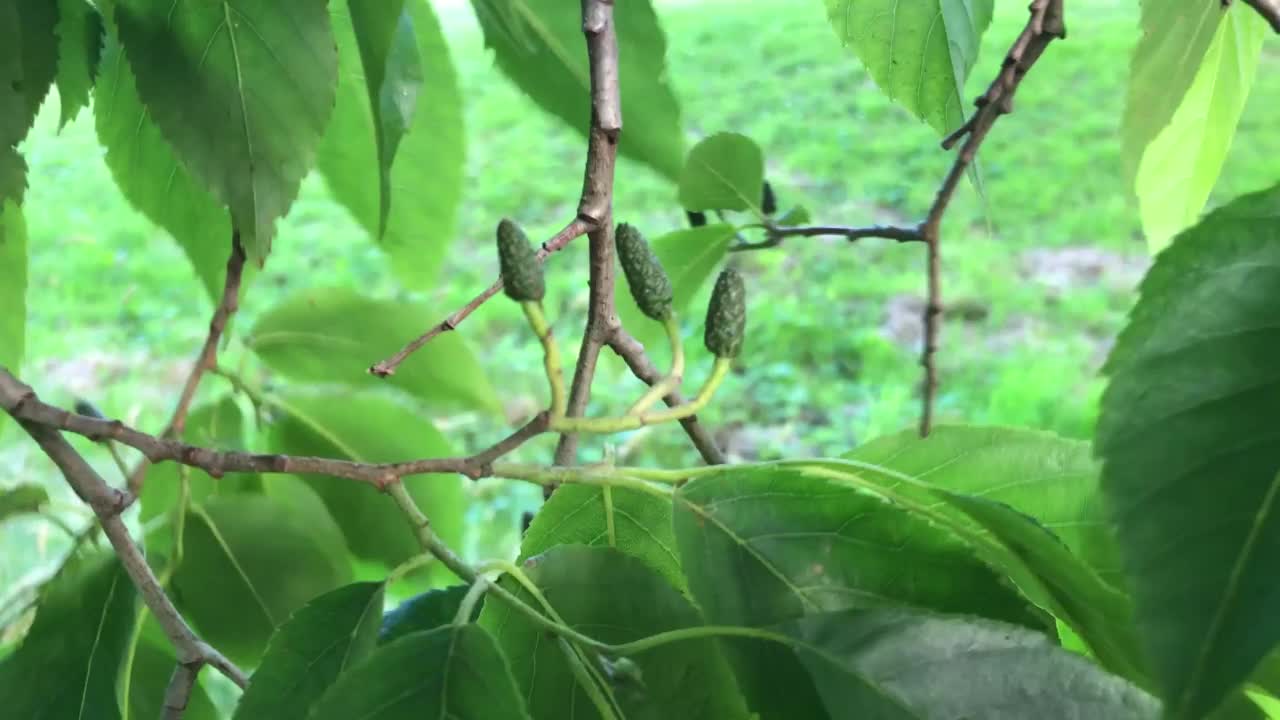 白桤木-小枝，叶和年轻的雌球果视频素材