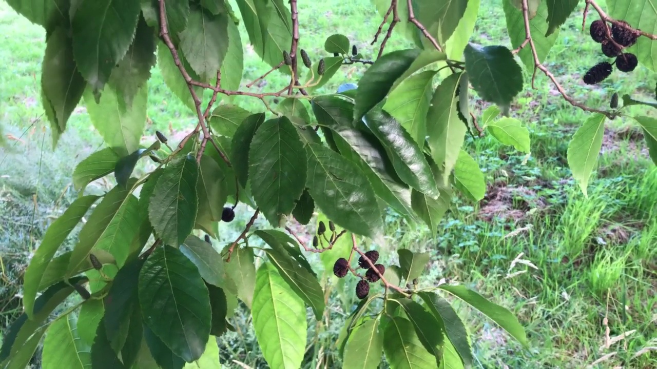 白桤木-树枝，细枝和树叶视频素材