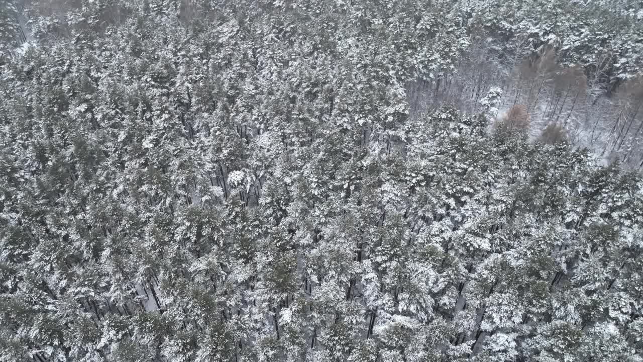 雪中的冬松林鸟瞰图。俯瞰白雪覆盖的松树。美丽的冬季森林景观。视频素材