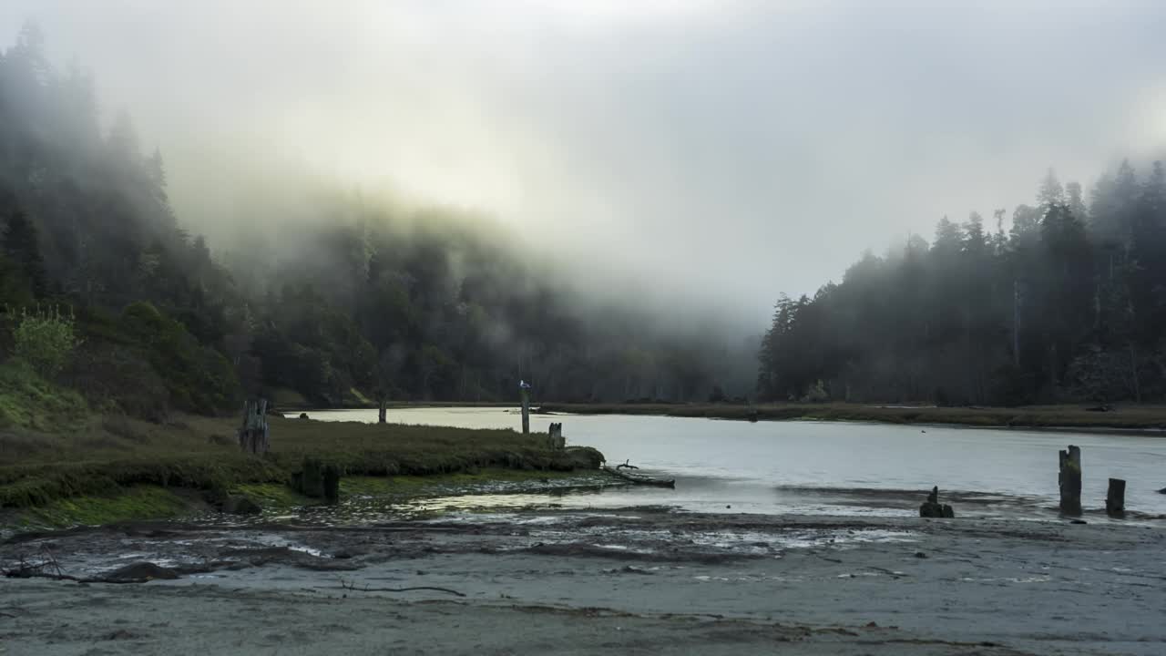 雾蒙蒙的早晨，在河岸边的森林里——时间流逝视频下载