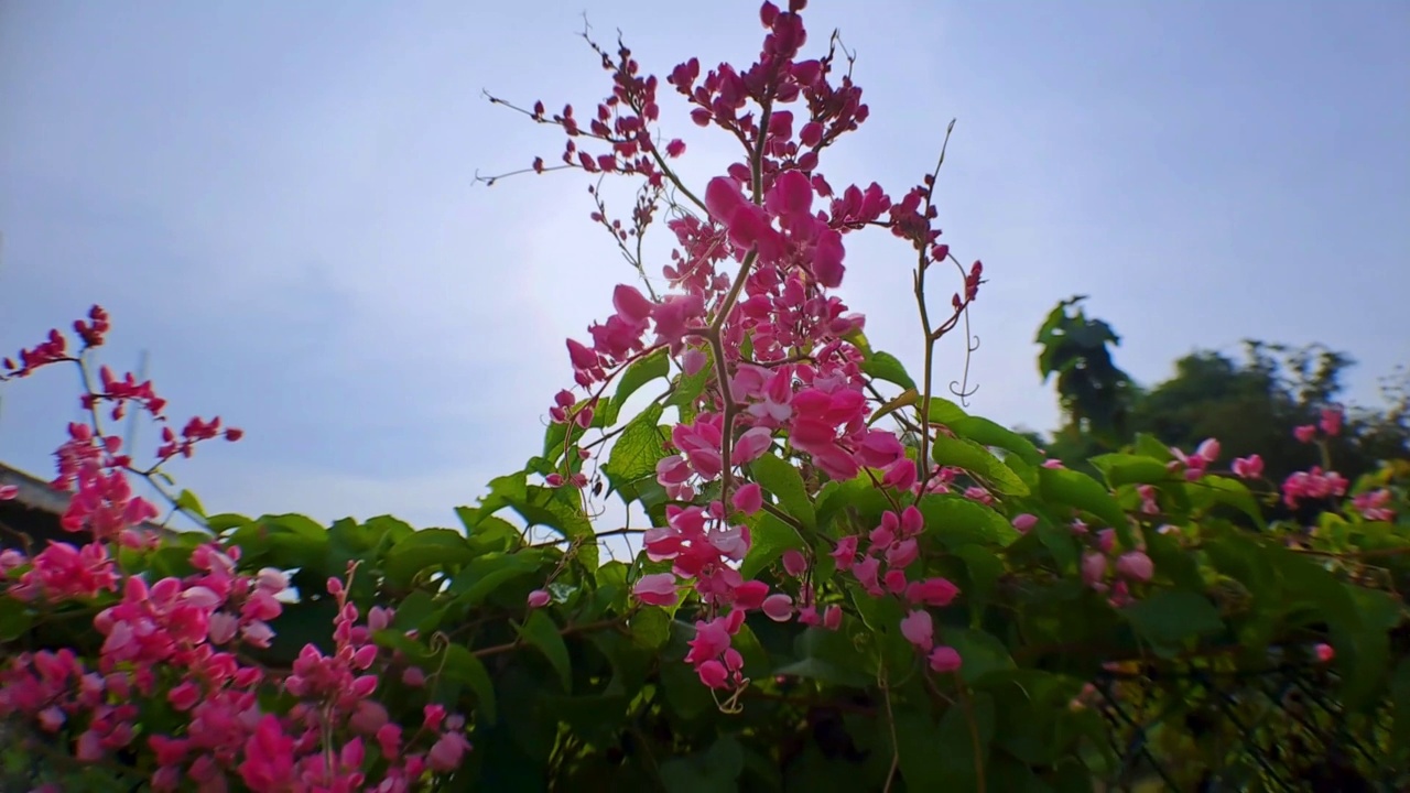 珊瑚藤Antigonon leptopus pink是一种多产的开花植物视频素材