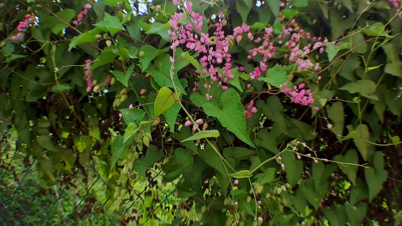 珊瑚藤Antigonon leptopus pink是一种多产的开花植物视频素材