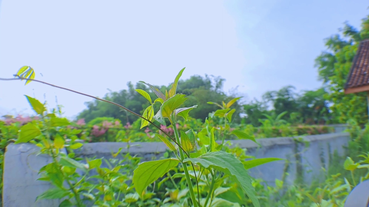 用移动镜头的方式，用低角度拍摄建筑旁边茂密的绿草，非常适合拍摄电影视频视频素材