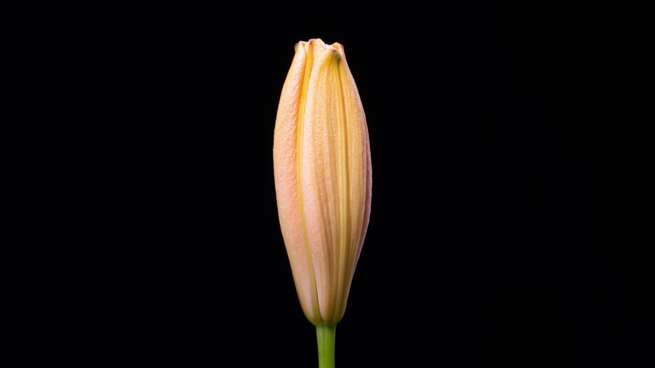 时间流逝的百合花开了视频素材