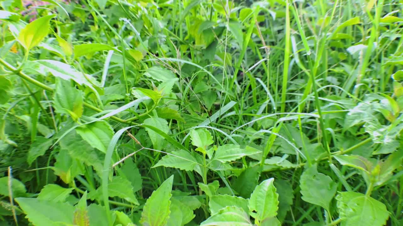 用移动镜头的方式，用低角度拍摄建筑旁边茂密的绿草，非常适合拍摄电影视频视频素材