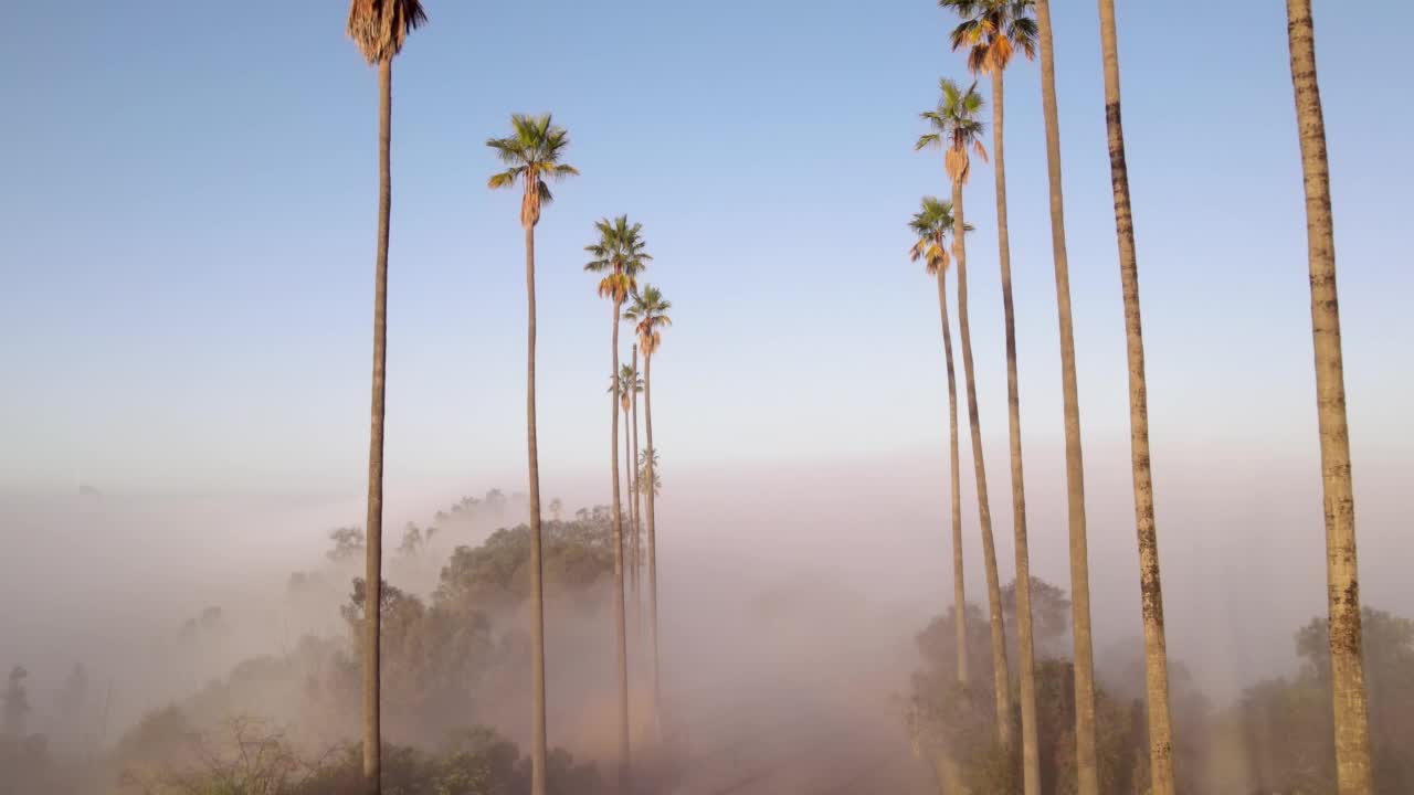 日出时飞越棕榈树和雾的航拍视频素材