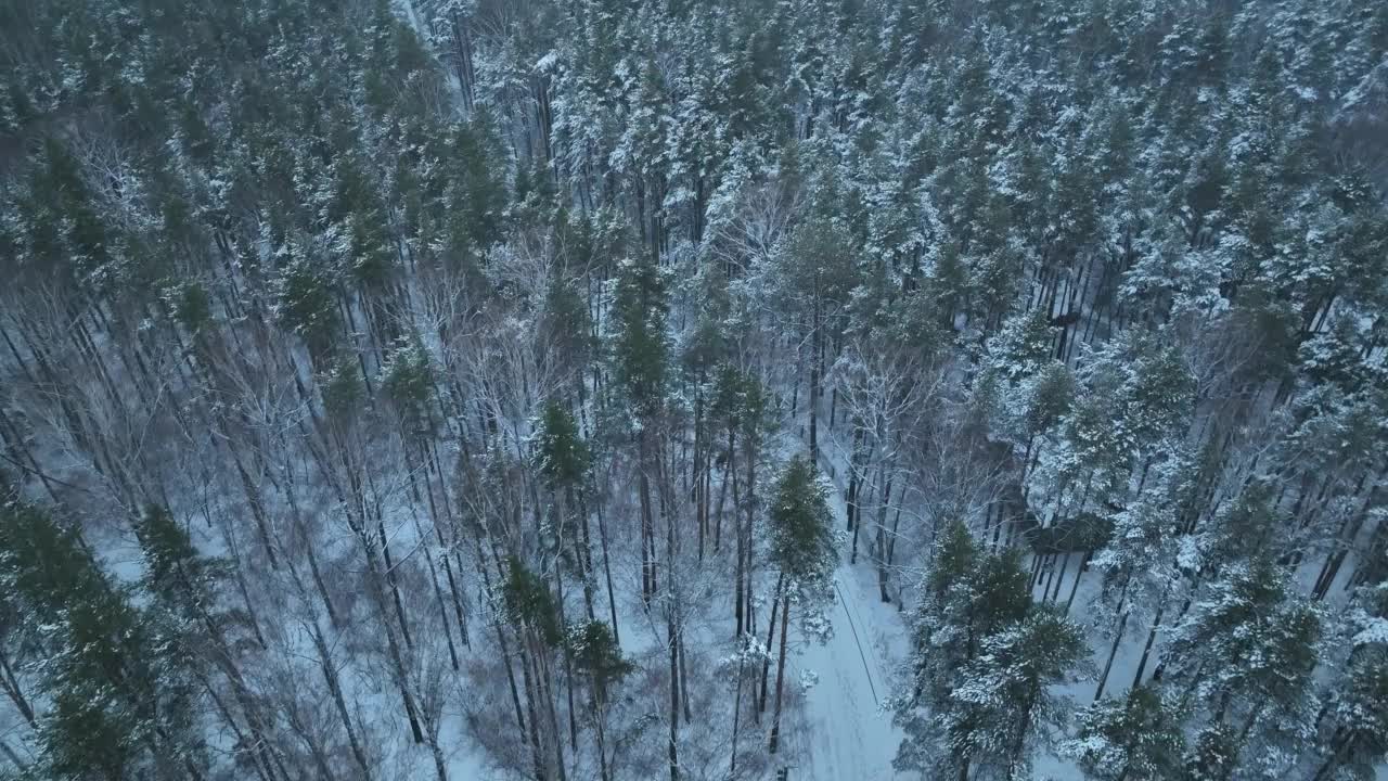 雪中的冬松林鸟瞰图。俯瞰白雪覆盖的松树。美丽的冬季森林景观。视频素材