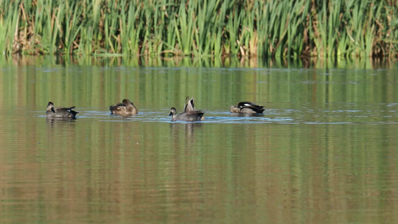 Gadwall, Mareca strepera, Anas strepera在Leighton Moss，兰开夏，英国。视频素材