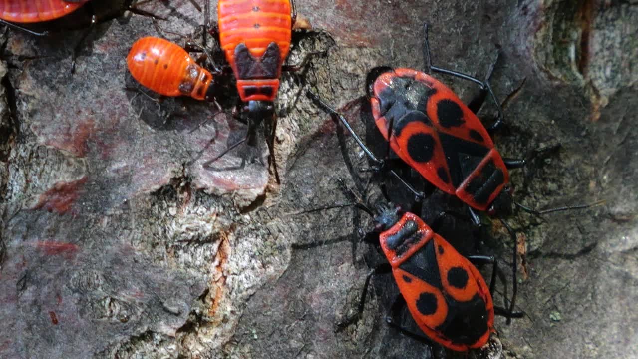 火虫，Pyrrhocoris apterus，是一种常见的昆虫科Pyrrhocoris apterus。拍摄宏。视频素材