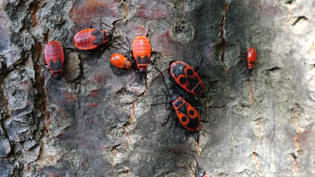 火虫，Pyrrhocoris apterus，是一种常见的昆虫科Pyrrhocoris apterus。拍摄宏。视频素材