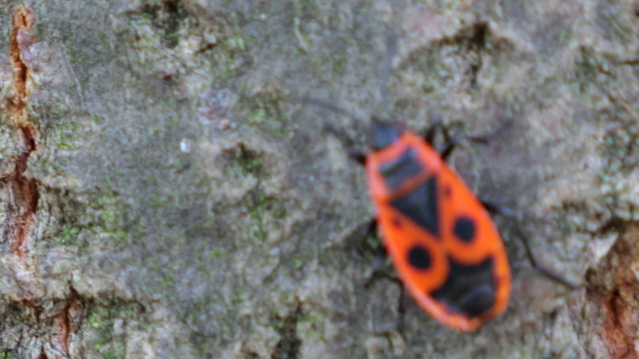 火虫，Pyrrhocoris apterus，是一种常见的昆虫科Pyrrhocoris apterus。拍摄宏。视频素材