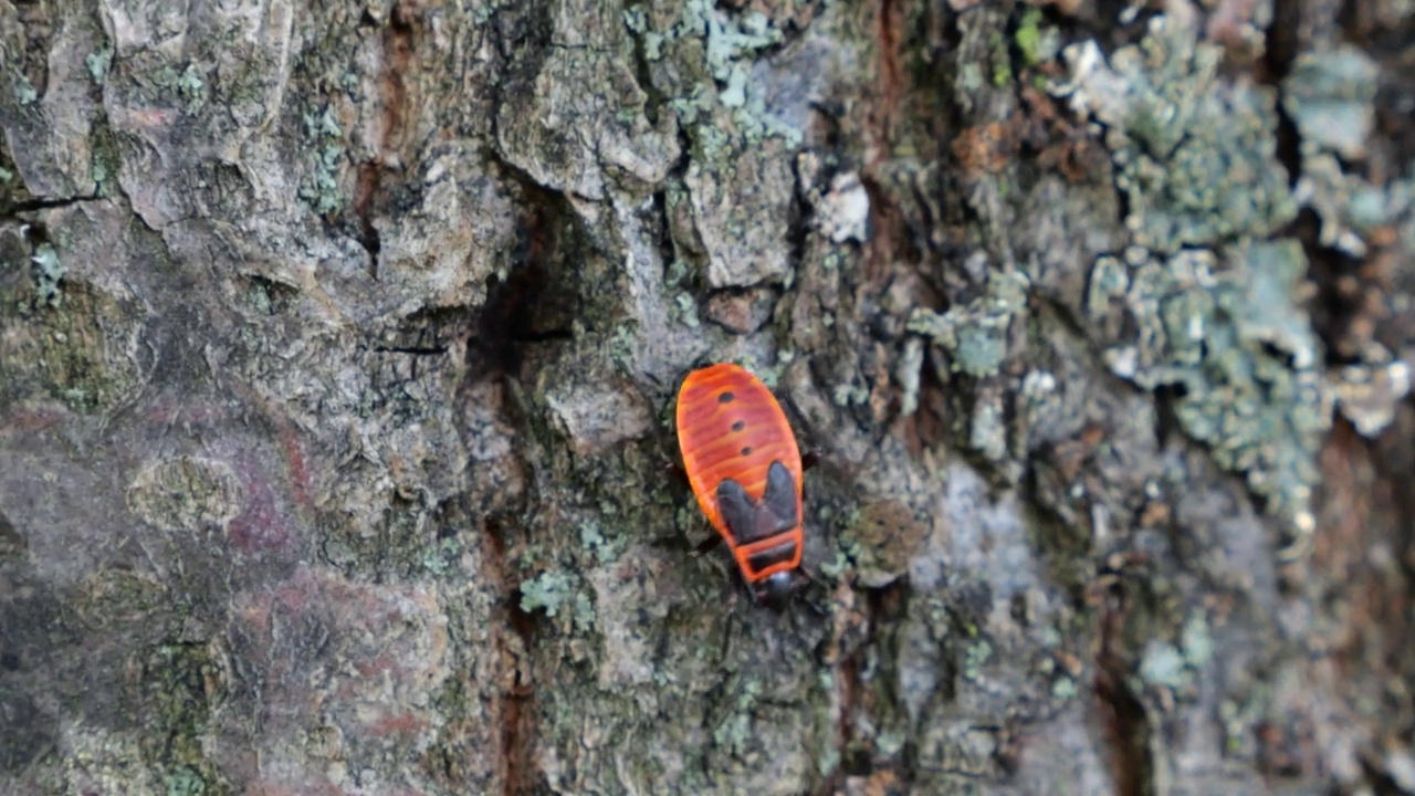 火虫，Pyrrhocoris apterus，是一种常见的昆虫科Pyrrhocoris apterus。拍摄宏。视频素材