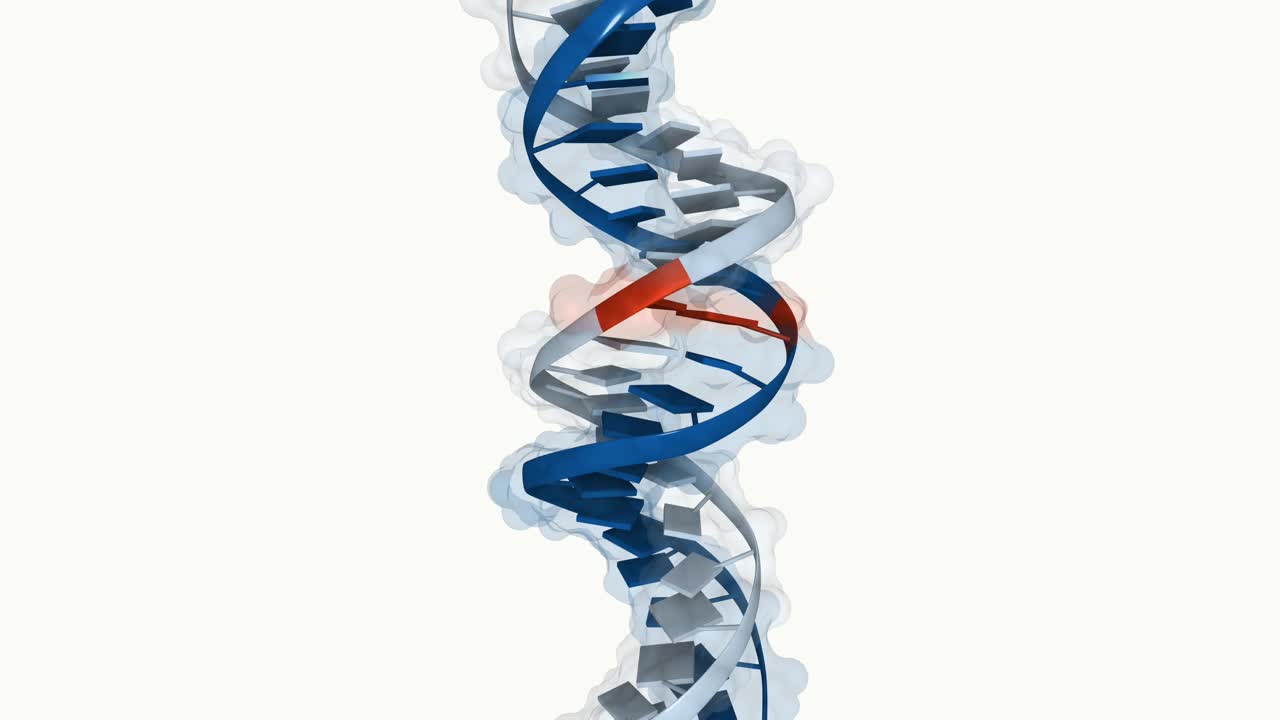 人类DNA的三维结构视频素材