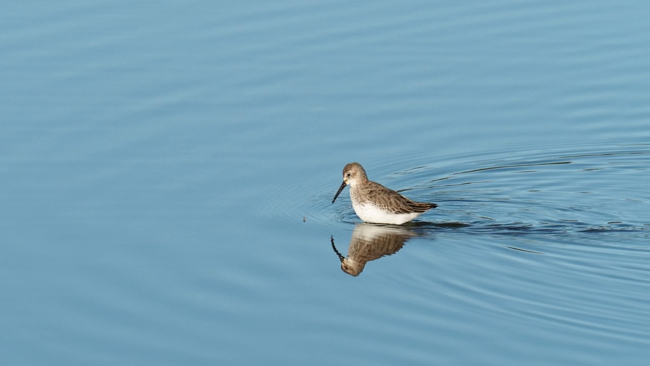 英国兰开夏郡雷顿莫斯的一只Dunlin, Calidris alpina。视频素材