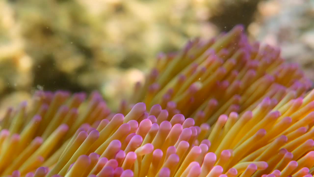 海底世界的海葵与珊瑚和鱼类的特写视频素材