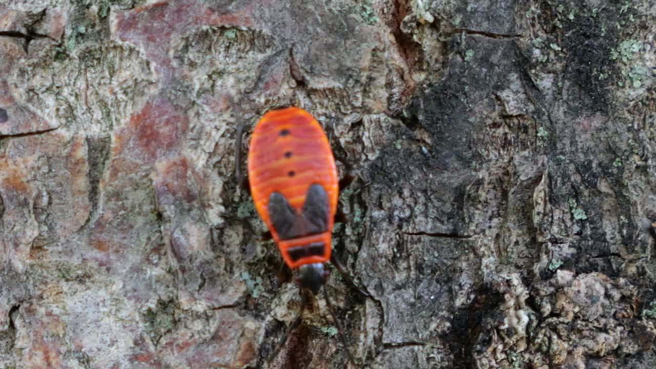 火虫，Pyrrhocoris apterus，是一种常见的昆虫科Pyrrhocoris apterus。拍摄宏。视频素材