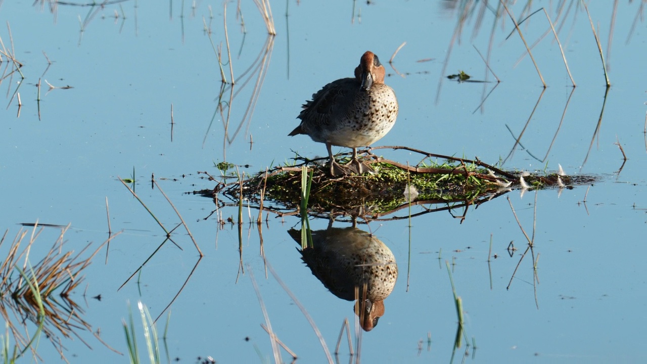 欧亚蓝绿色，ana crecca，在Leighton Moss，兰开夏郡，英国。视频素材