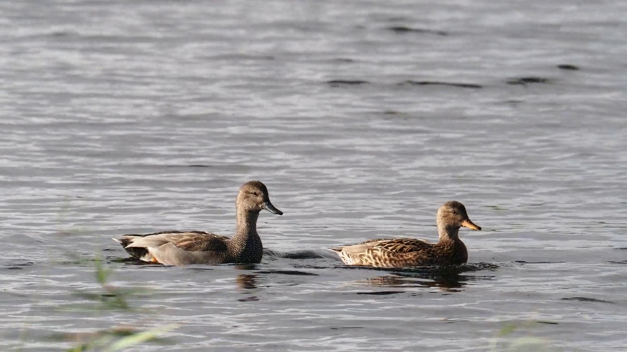 Gadwall, Mareca strepera, Anas strepera在Leighton Moss，兰开夏，英国。视频素材