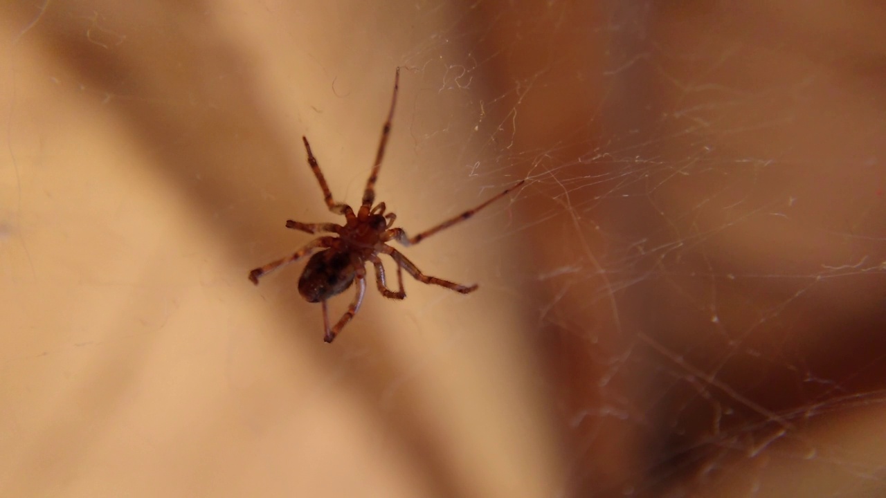 蜘蛛躲在自己的网里视频素材