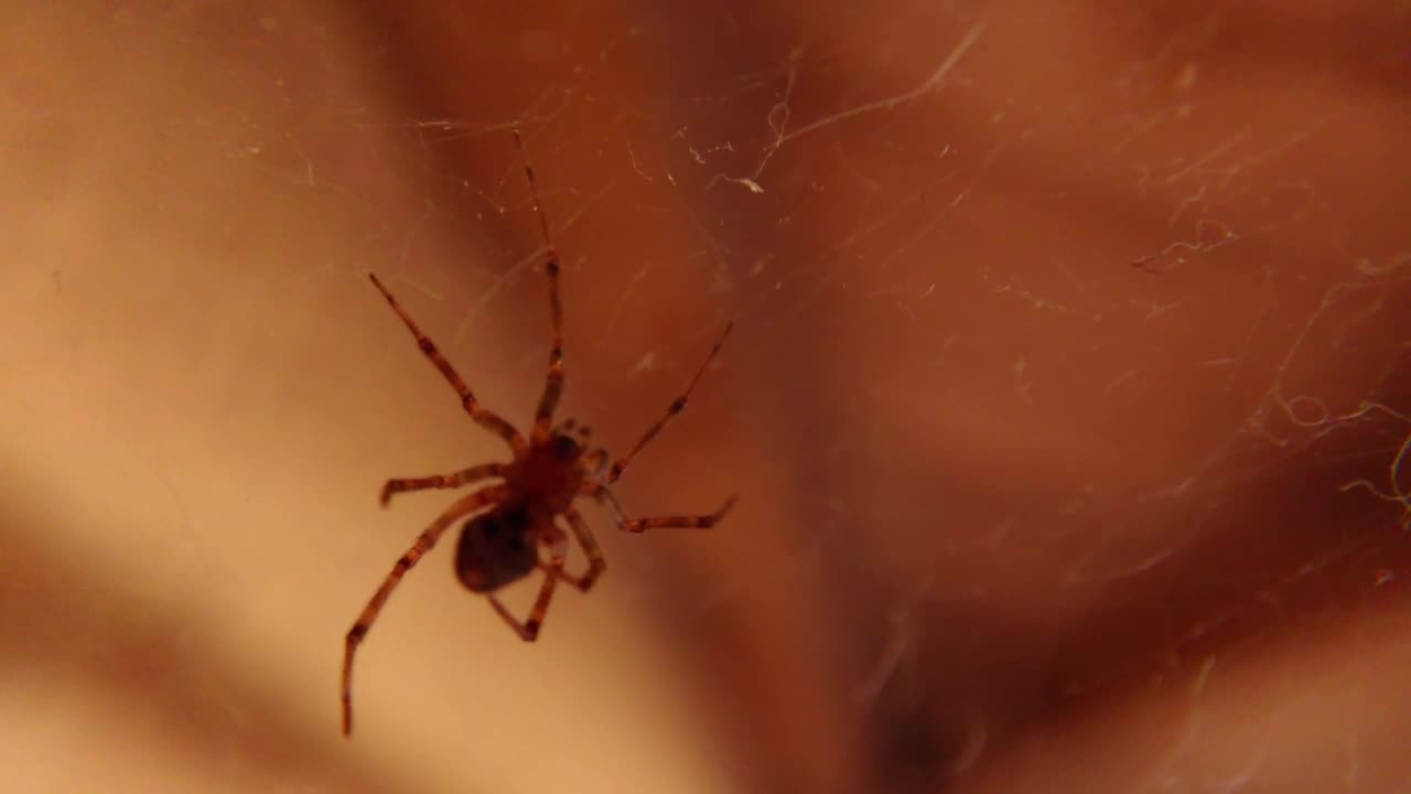蜘蛛在等待它的受害者的特写视频素材