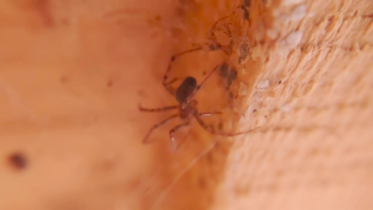 蜘蛛织网的特写视频素材