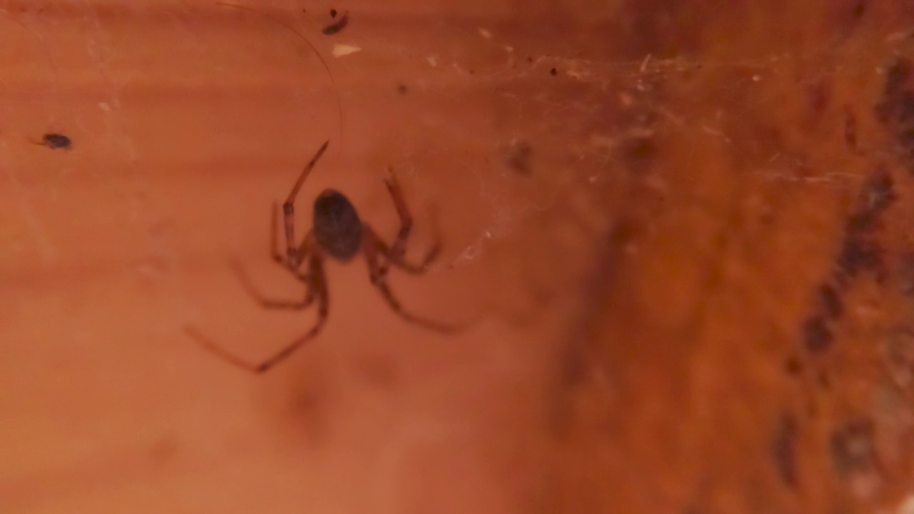 一只小蜘蛛躲在黑暗幽静的地方视频素材