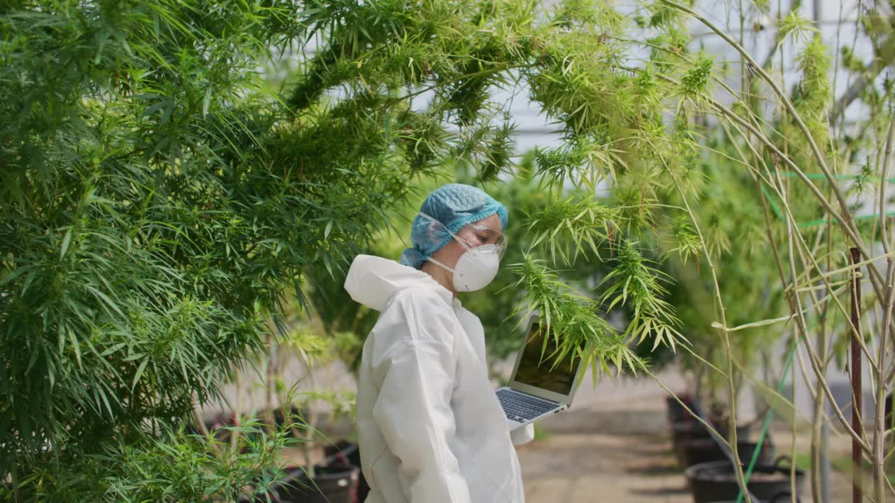 身着科学家制服的妇女在温室里分析大麻植物视频素材