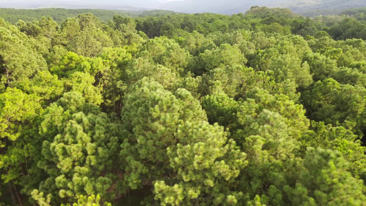 泰国清迈博高奥松树花园上空的空中飞行视频下载