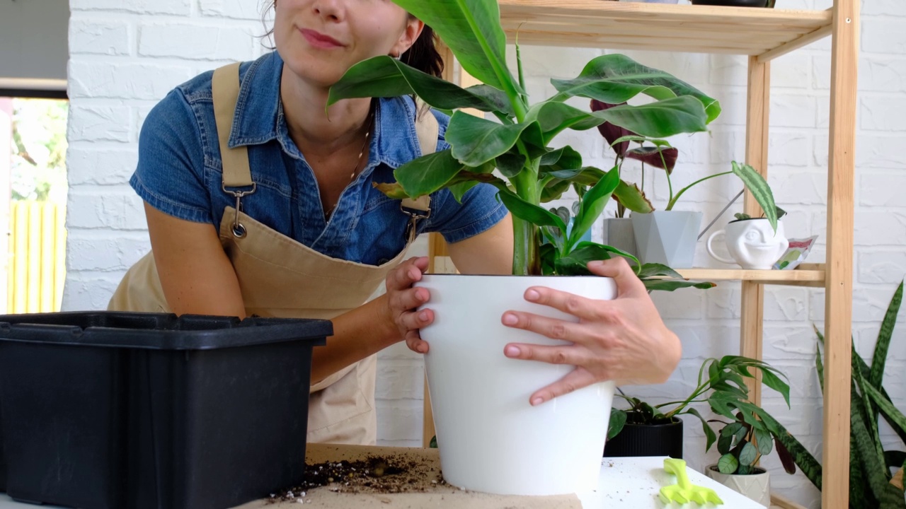 将一株家用盆栽植物香蕉棕榈移植到自动浇水的花盆中。在新的土地上重新种植，妇女的手照顾热带植物，爱好和环境视频素材