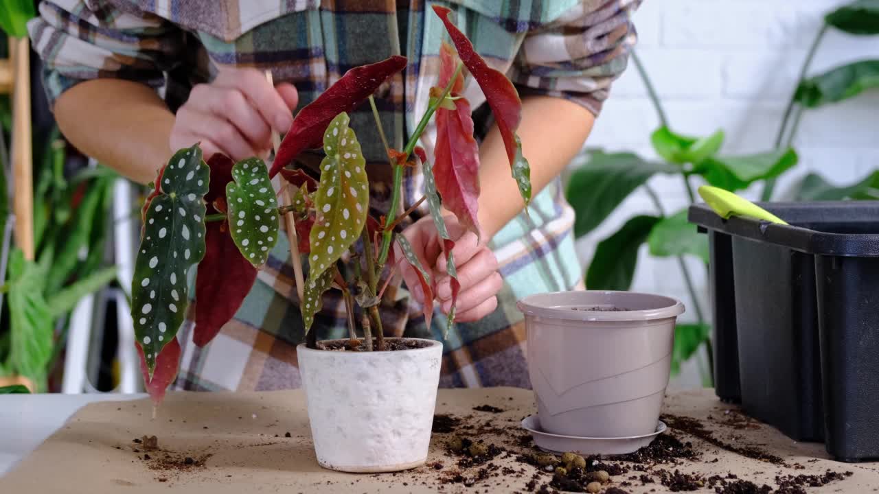 将家养植物黄斑海棠移植到有脸的花盆中。一名妇女在新的土壤中种下一株有根的秸秆。照顾盆栽，手特写视频素材