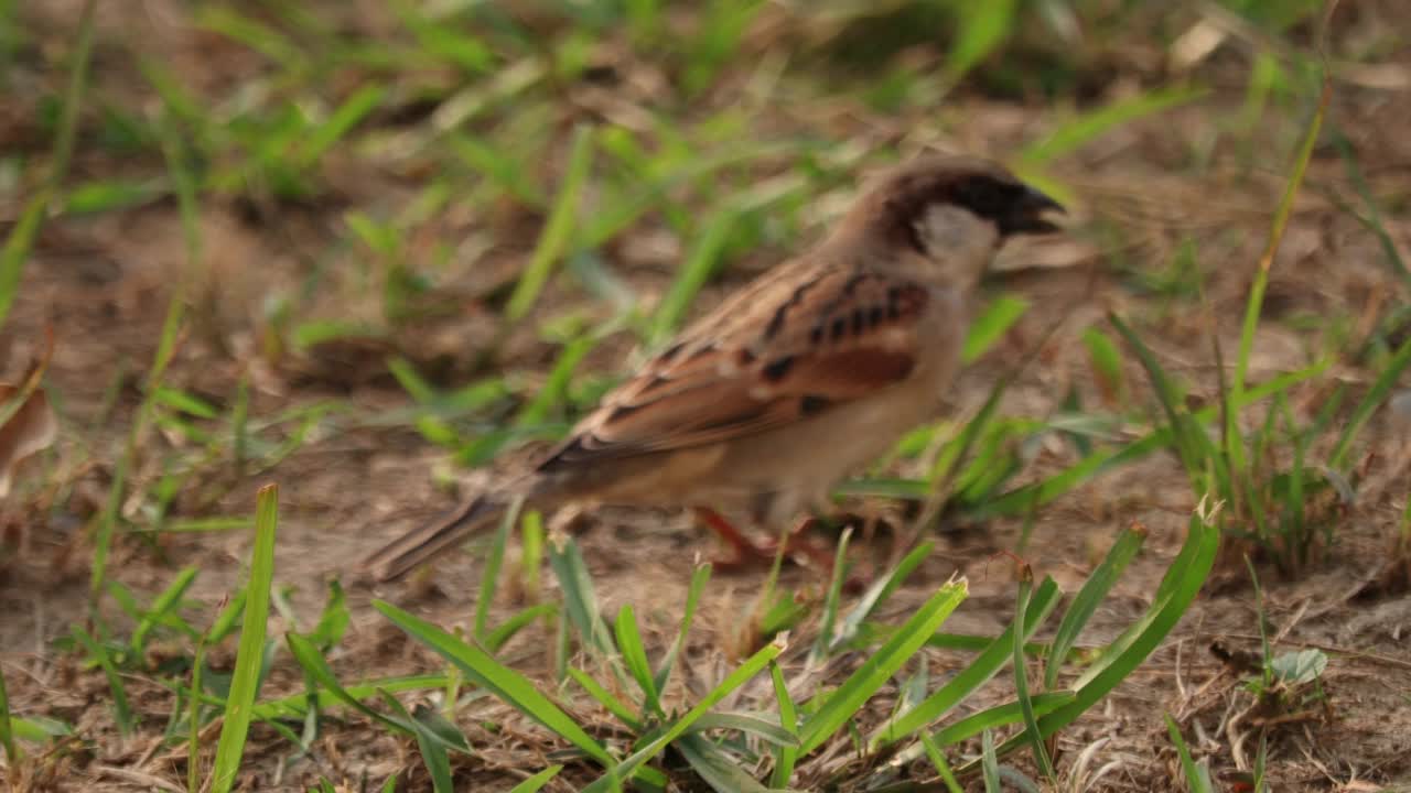 家麻雀视频素材