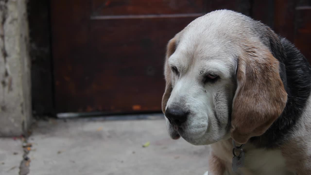 老比格犬看着摄像机。近距离，4K分辨率。视频素材