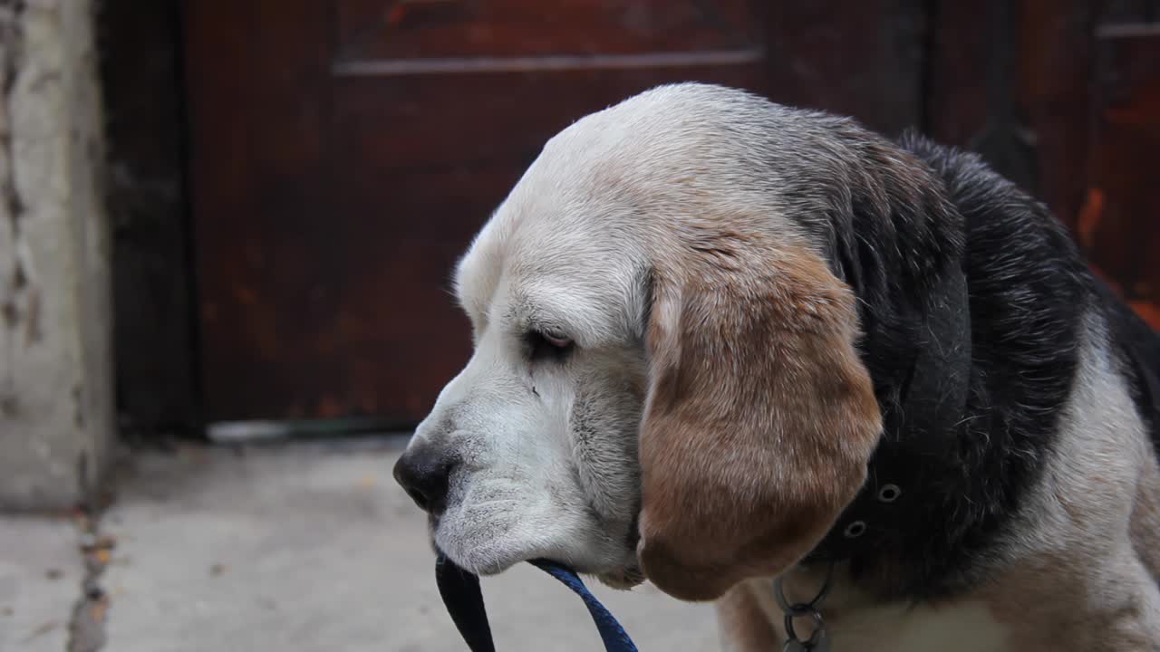 老比格犬嘴里叼着皮带。近距离，4K分辨率。视频素材