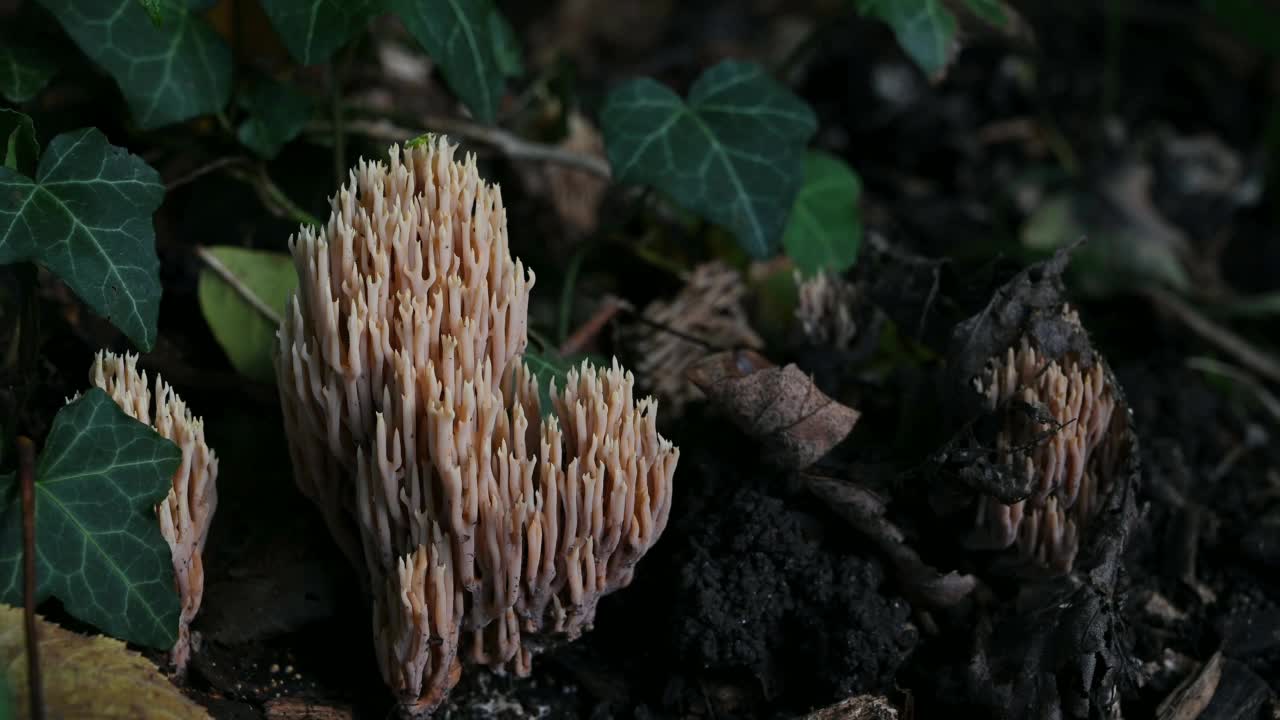 地上的蘑菇。白僵菌。一个有毒的Ramaria Mairei Donk。视频素材