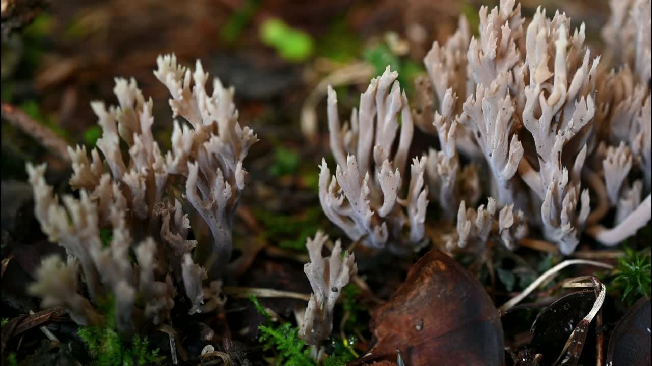 地上的蘑菇。白僵菌。一个有毒的Ramaria Mairei Donk。视频素材