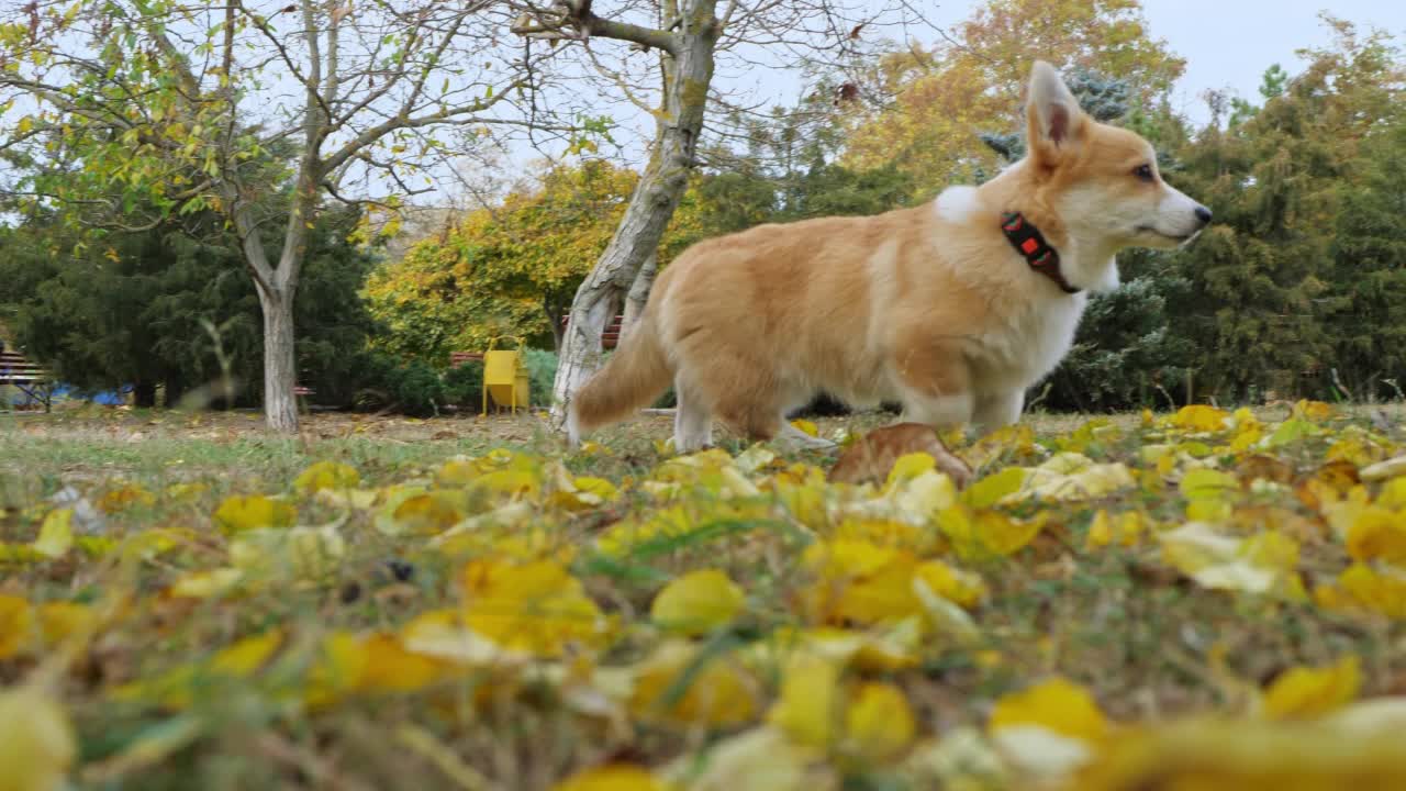 快乐的威尔士小柯基在公园散步。柯基犬是皇家犬。视频素材