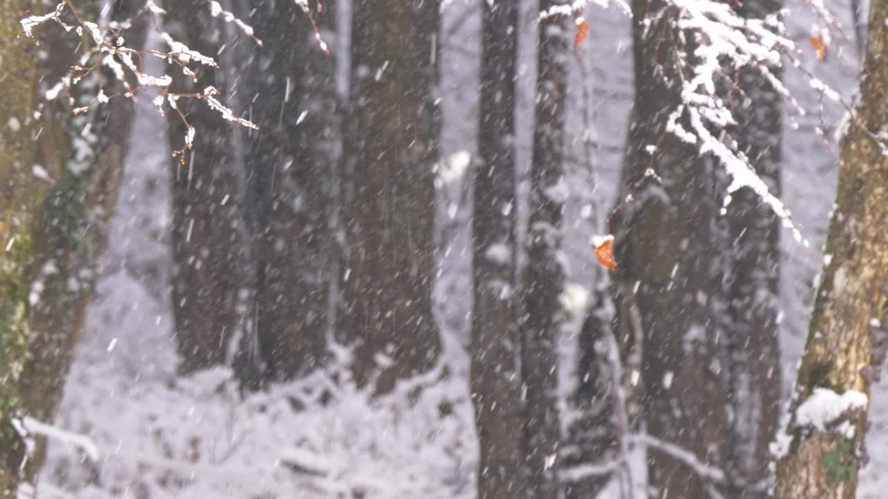 景深:以森林树木为背景的冬季大雪视频素材