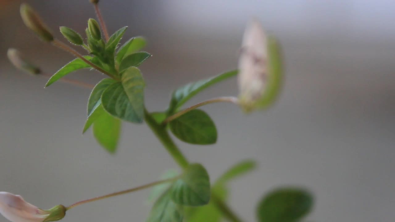 草、植物、花卉视频素材