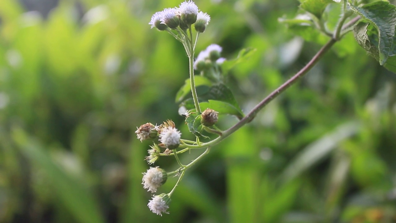 草、植物、花卉视频素材