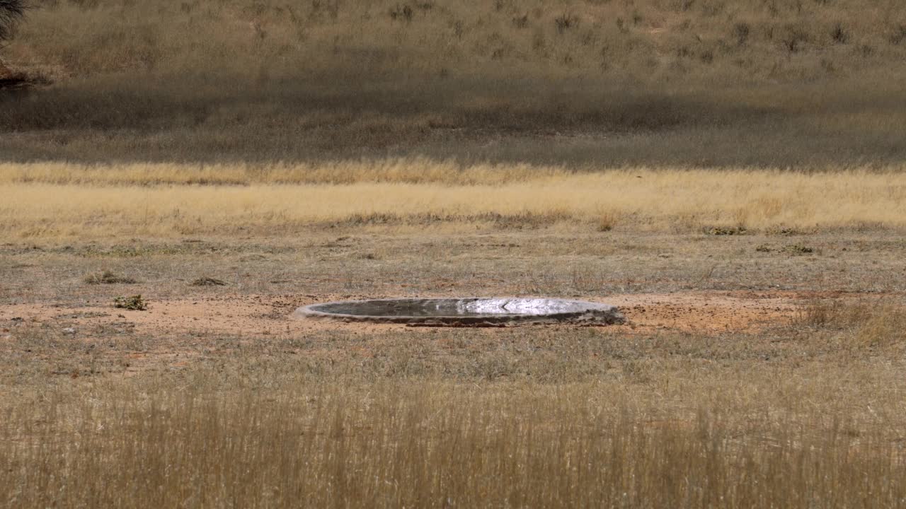 在南非的Kgalagadi跨界公园，一只黑头鹭(又名Ardea melanocephala)试图在水坑里捕捉其他鸟类视频素材