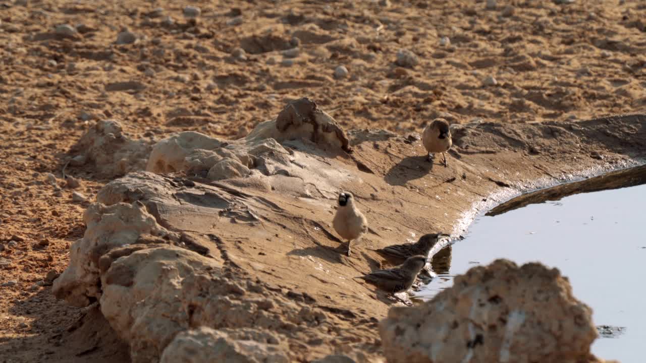 在南非Kgalagadi跨界公园的水坑里，鳞状羽毛雀(Sporopipes squamifrons)正在喝水视频素材