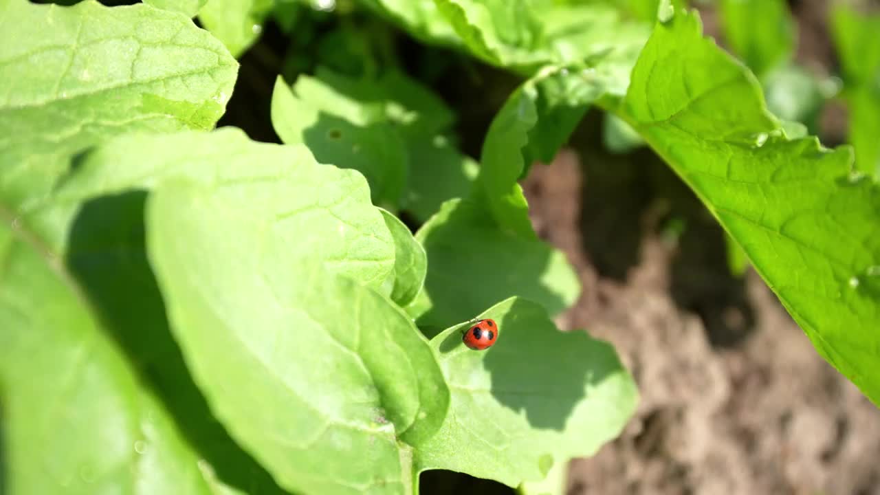 栖息在树叶上的瓢虫视频素材